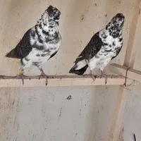 کفتر
