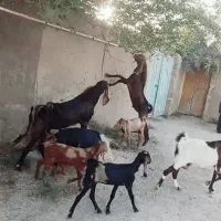 بز نیدی