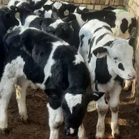 گوساله شیر خور