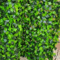 گرینوال متری فنس برگی طرح انگور