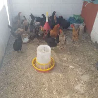 مرغ تخم گذار