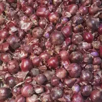 خرید نقدی پیاز جهت صورت کردن