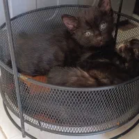 حیوانات خانگی زیبا(مراقبت نگهداری)|سگ|سبزوار, سیادتی|دیوار