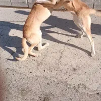 سگ.|حیوانات|سنقر, |دیوار