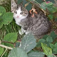 واگزاری رایگان گربه