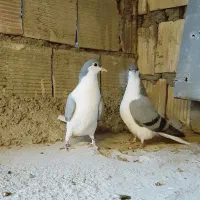 کبوتر خوشرنگ|پرنده|شهرضا, |دیوار