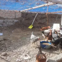 مرغ ،خروس،فریح،بهچه،|حیوانات مزرعه|نوشین شهر, |دیوار