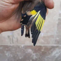 سهره نر خرم آباد|پرنده|فردیس, شهرک راه آهن|دیوار