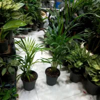 هدیه مناسب برای روز مادر نخل اریکا گیاه آپارتمانی|گل و گیاه طبیعی|قم, سید معصوم|دیوار