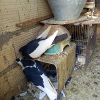 کبوتر یال دم نر .ماده پشتی|پرنده|شیراز, شیخ علی چوپان|دیوار