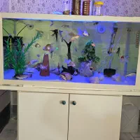 آکواریوم کامل|ماهی|آران و بیدگل, |دیوار