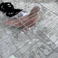 کفتر سرخ کرمانی نر