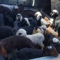 بره شیری