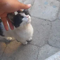 گربه خونگی واکسن زدا شده|گربه|مراغه, |دیوار