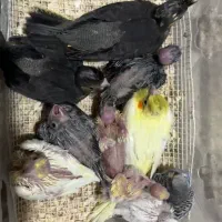 جوجه عروس هلندی و مرغ عشق