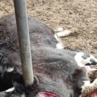 گاو آسیب دیده درمحل گاوداری شمابا بالاترین‌ قیمت