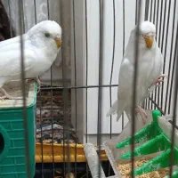 مرغ عشق|پرنده|کبودرآهنگ, |دیوار