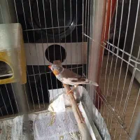 فنچ سالم و زیبا