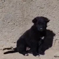 توله سگ سرابی