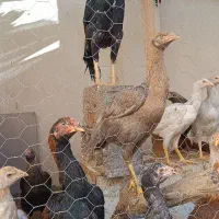 جوجه لاری جوجه اوشامو مرغ لاری