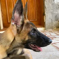 توله مالینویز نر