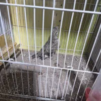 سهره خاکی قناری|پرنده|تربت جام, شهرک آزادگان|دیوار