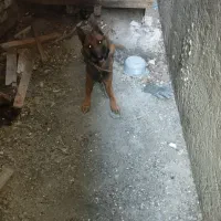 سگ فروشی نر