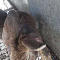 فروش خرگوش های زیبا و باهوش|موش و خرگوش|ری, جوانمرد قصاب|دیوار