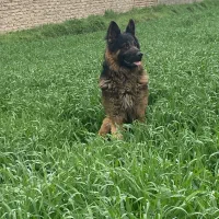 ژرمن موکلاسیک|سگ|سرخنکلاته, |دیوار