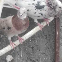 تعدادی کفتر خوب همش به صورت یه جایی