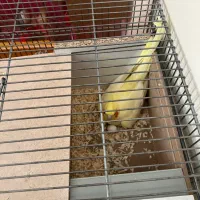 عروس هلندی لوتینو مولد|پرنده|فولادشهر, مسکن مهر فولادشهر|دیوار