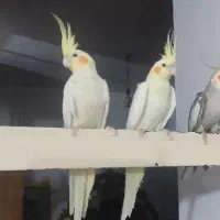 عروس هلندی لوتینو