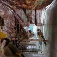 سهره سرسیاه|پرنده|شیراز, پودنک|دیوار