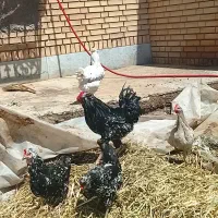 مرغ و خروس گلین درجه یک