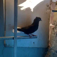 زیل دم سفید ماده