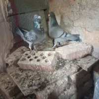 مسافتی|پرنده|آذرشهر, |دیوار