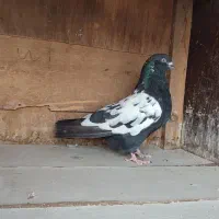 کفتر