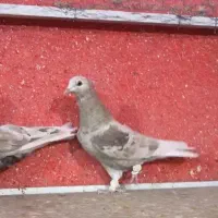کفتر دم سفید کرم|پرنده|شیراز, تندگویان|دیوار