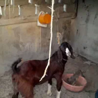 بز چاق چله نر