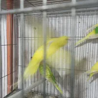 قناری پرنده سرای چکاوک