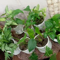 گل های آپارتمانی و حیاط|گل و گیاه طبیعی|آستارا, |دیوار