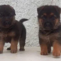 سگ ژرمن شیپرد جرمن کینگ سایز موکوتاه توله (ماده)|سگ|تهران, آبشار|دیوار