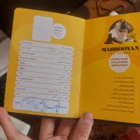 بچه گربه اهواز