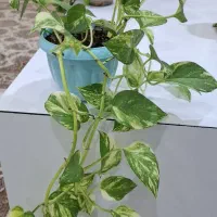 گل های پیتوس