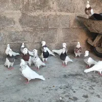 تعداد ۳۰ عدد طوقی