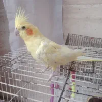عروس هلندی ماده