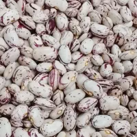 لوبیا چیتی|خوردنی و آشامیدنی|اسدآباد, |دیوار