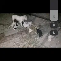 توله سگ پاکوتاه