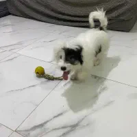 پانسیون خانگی سگ احمد آباد