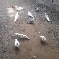 دونی ۲۵۰ همرو برن دونهی ۲۰۰